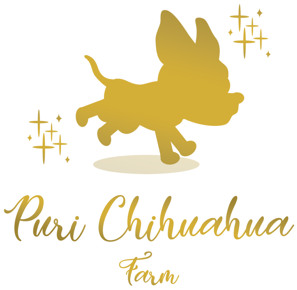 purichihuahua-farm.com